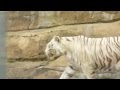 Белый тигр в московском зоопарке / White tiger at Moscow zoo 
