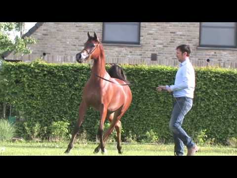 AlSayed Stud Promo Video 2016