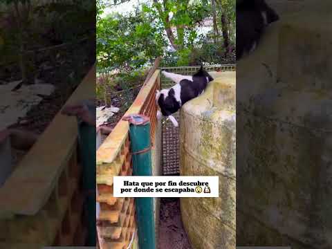 Si no lo grabamos nadie nos cree🐶😲#perros #traviesos #mascotas