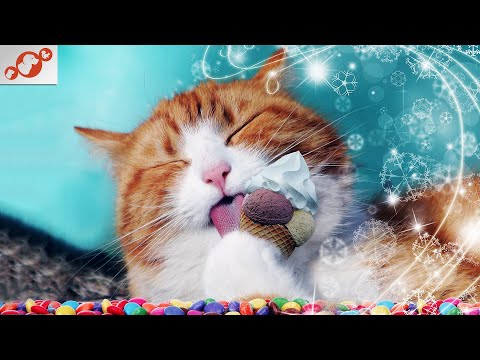 🐈 10 Foods You Should Never Feed Your Cat - A Guide to Feline Nutrition!