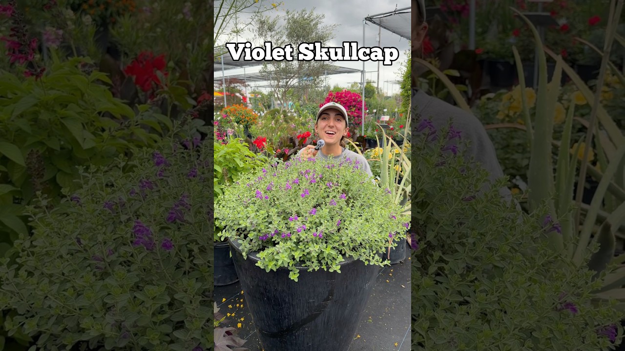 A nursery professional at Vivero Growers standing next to a large, vibrant container of purple Violet Skullcap, showcasing its dense growth and pollinator-friendly blooms.