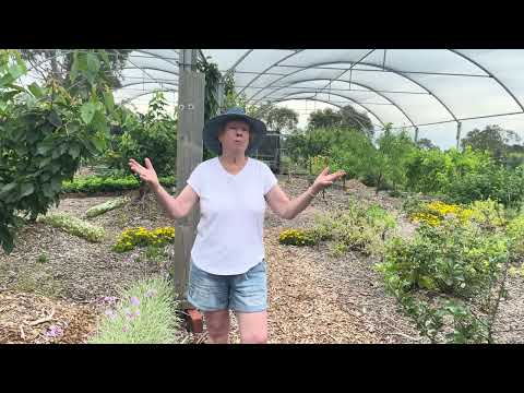 Open Gardens Victoria - Tahree