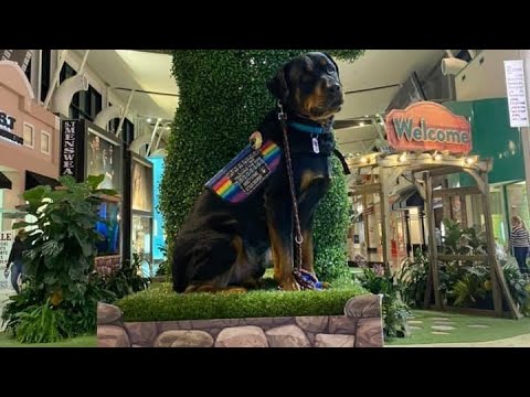 YouTube video about: Can rottweilers be service dogs?