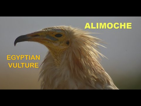 ALIMOCHE | EGYPTIAN VULTURE | Neophron percnopterus