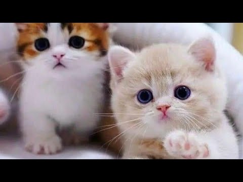 Cats Cute. And Funny Cat Video Compilation #1 2023