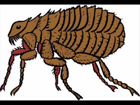pourquoi la pulga