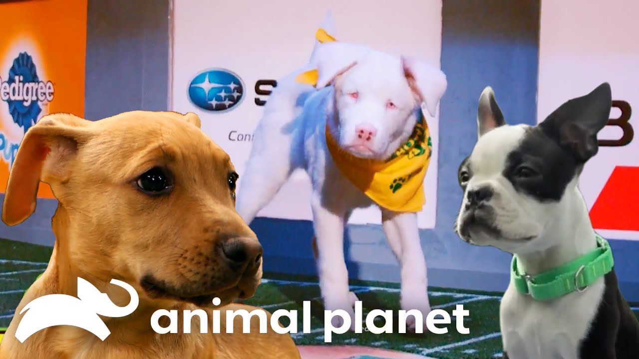 🔴 WATCH NOW: Hall of Fame: Every MVP | Puppy Bowl | Animal Planet