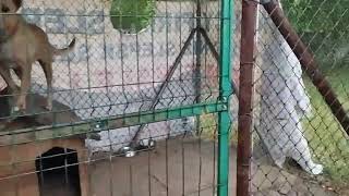 Nasze zwierzęta  mieszkają w fatalnych warunkach, potrzebne nowe, bezpieczne kojce.
