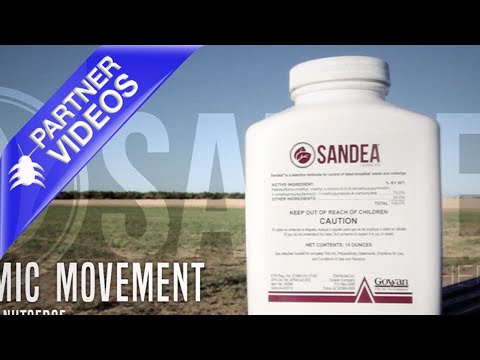  Sandea Video 