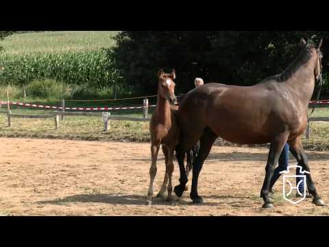 Stutfohlen von Chin Champ - Canturo - Caletto