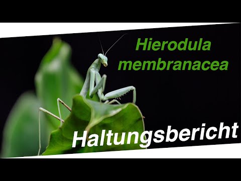 Hierodula membranacea | Haltung, Zucht & Informationen | Haltungsbericht DiploMantis