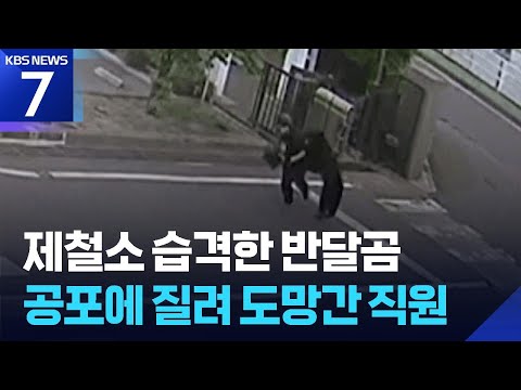 일본 반달곰 제강공장 습격…마취총도 무용지물? / KBS 2026.06.05.