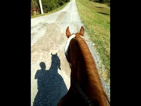 Plejbi i Mile 🐎🐎 na terenu , nasip.