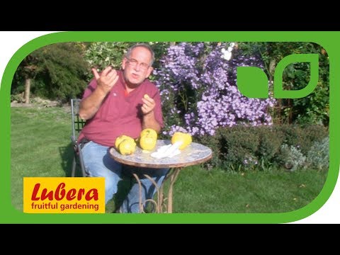 download lagu mp3 mp4 Fresh Quinces For Sale Uk, download lagu Fresh Quinces For Sale Uk gratis, unduh video klip Fresh Quinces For Sale Uk