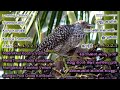 Chinna Chinna Vanna Kuyil Tamil Karaoke Synced Lyrics In English Malayalam