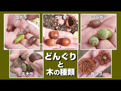 コナラ・クリソレピスについて詳しく解説