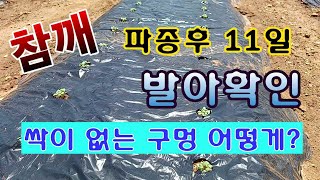 [텃밭농부. 1,040]  참깨 발아 확인.  빈구멍 대책은?