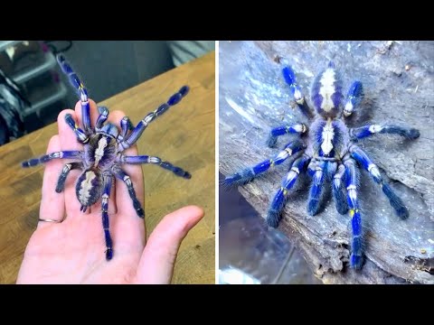 Gooty Sapphire Tarantula 🕷 The BLUEST Spider Alive!