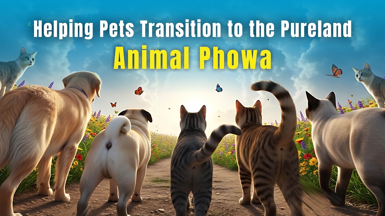 Animal Phowa - Helping Pets Transition to Amitabha's Pureland -  Practices for Pets