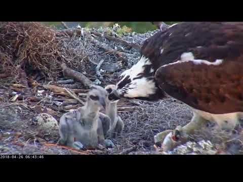 Osprey chick feeding 4/26/18