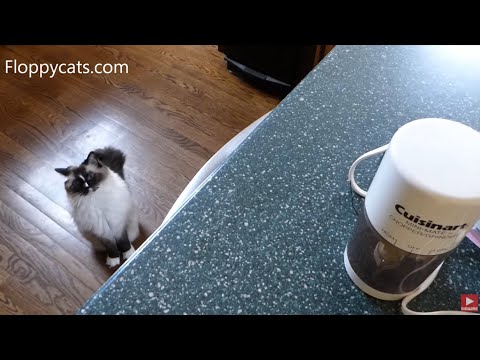 Tips for Switching Cats from Dry Food to Wet Food Only