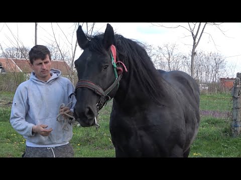 In vizita la Sebi de la Mediesu Aurit, Satu Mare - 2021 Nou!!!