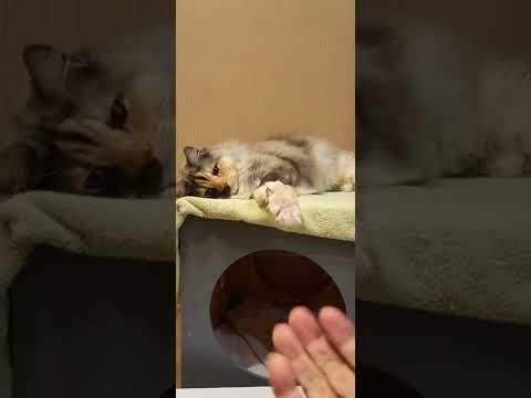 Big Paws/cute cat