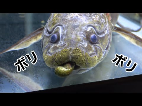 肺魚は最大の動物ゲノムを持つ