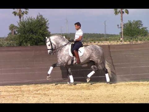 *SOLD* [R#:1827] PRE Stallion 2012