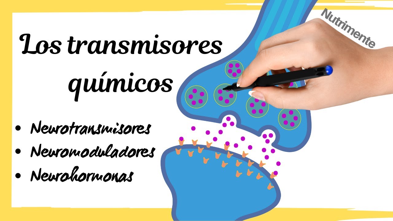 Los TRANSMISORES QUÍMICOS [Neurotransmisores, Neuromoduladores y Neurohormonas]