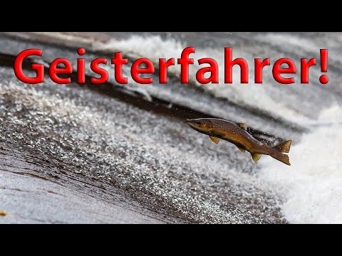 Fragen? - Geisterfahrer! - Gegen den Strom schwimmen… kostet Kraft und trainiert!