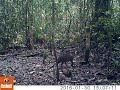 Bornean Bearded Piglets
