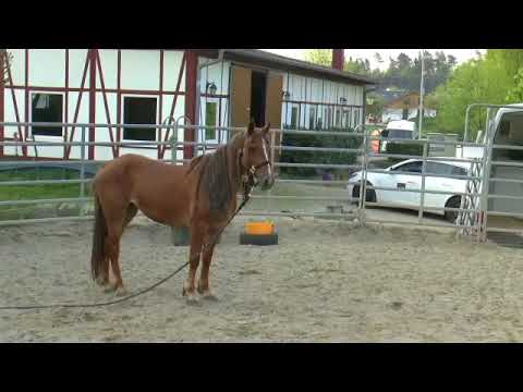 MUSTANG MAKEOVER 2018 // Update 1 TAG 3910 - Ankunft bei Tanja Riedinger