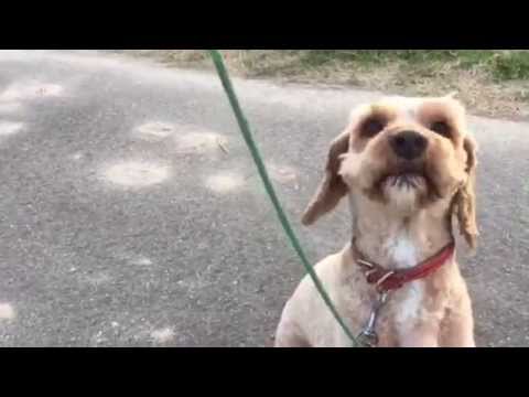 会計学科 滋賀県高島市 愛犬やまと  と 強い風に吹かれ、 風の向くまま、 この道をゆけば きっといいことがある！  愛犬やまと散歩！   木村勝則