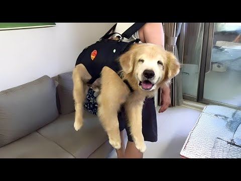 Le chien attend d'être le comique avec son humain à chaque fois vidéos drôles de chien