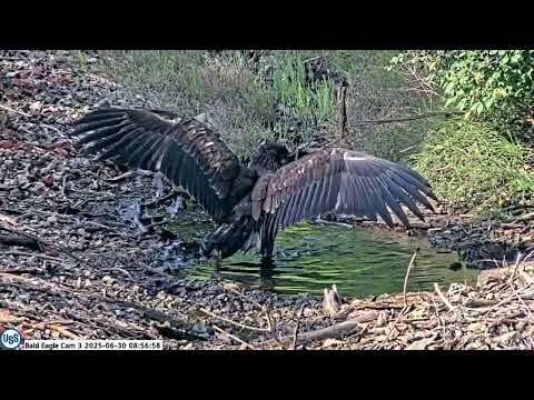 USS Bald Eagle Cam 3 on 6-30-25 @ 08:56 95 Day Ocho sees reflection in puddle