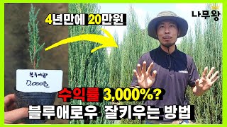 어떤 나무를 심어야 돈이 될까? 첫번째 이야기 - 블루애로우 (묘목,재테크,귀농)
