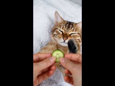 From Beauty Treatment to Snack Time! 😹🥒➡️🍴 #CuteCat #KittenLife #CucumberSnack #FunnyCats #PetVideo