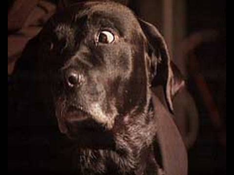 Part 14 Animal Super Powers - Animal X Natural Mystery Unit | Storyteller Media