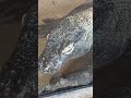 Extreme Closeup Komodo Dragon