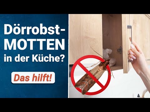 Motten in der Küche bekämpfen | Das hilft gegen Dörrobstmotten!