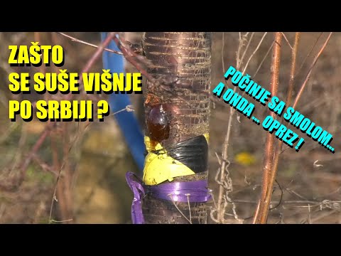 VIŠNJE SE SUŠE PO SRBIJI a evo i zašto - VAŽNA pitanja što se tiče VOĆARSTVA ...