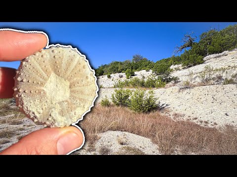 Fossil Hunting in Coppers Cove, Tx
