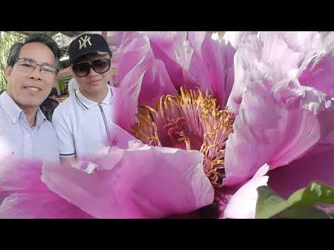 Ánh sao cuộc đời - Văn Thành