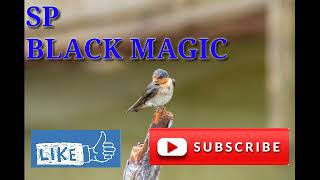 Download lagu Suara panggil walet BLACK MAGIC... mp3