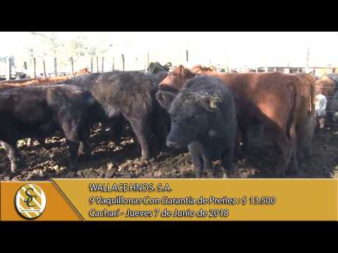 07-06-18 Venta de Vientres - Wallace Hnos S.A. - Cacharí.