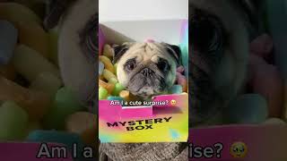 Mystery box 😍📦 #pugs #dog #cutedog #dogs #puglife #mysterybox