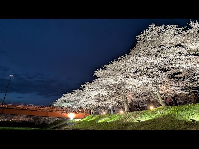 2025 [Kakunodate Cherry Blossoms] Blooming Status April 23rd Night Cherry Blossom Illumination