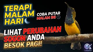 Download lagu Terapi malam hari ‼️ Solusi Sogon malas bunyi, macet, stress, cepat gacor lagi mp3 Download lagu Terapi malam hari ‼️ Solusi Sogon malas bunyi, macet, stress, cepat gacor lagi mp3
