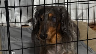 ネルくんとパパのちょこっとライブ🐶 | 作業や勉強、睡眠のおともに | 犬のいる暮らし